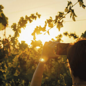 Wine tour Tridènte Collection